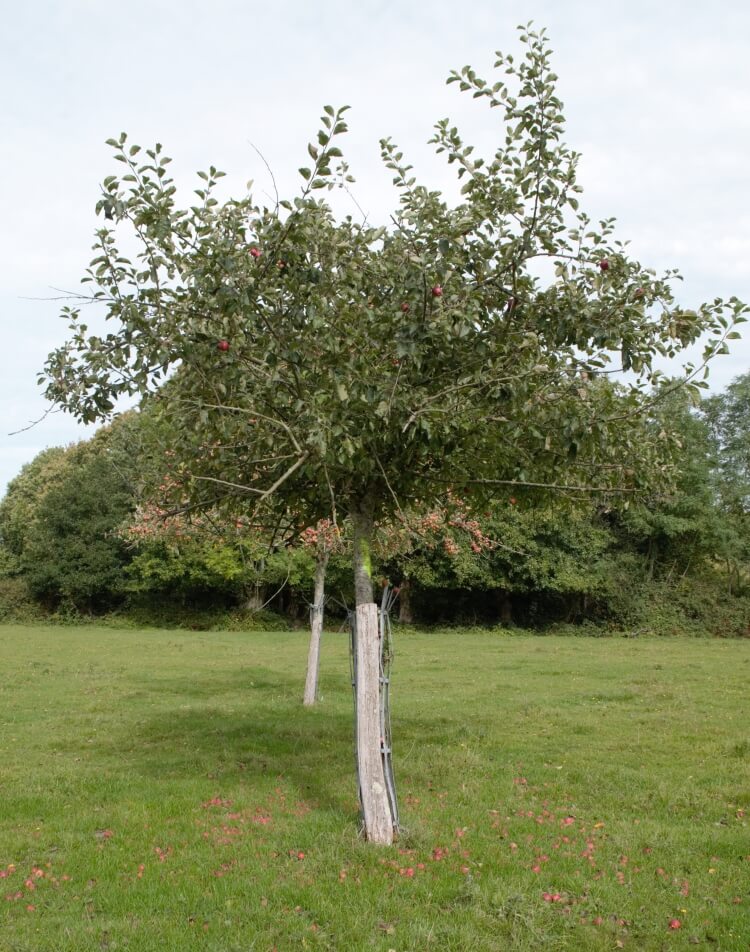 userfiles/produit/5613/arbre_var_184_frequin rouge.jpg